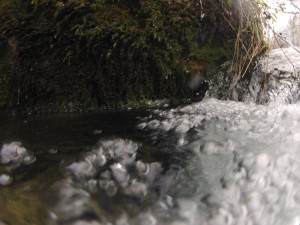 Dans une eau bien oxygènée,...