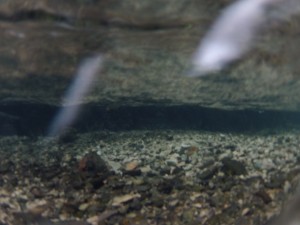 ...se cachent les oeufs fraîchement pondus, bien à l'abri dans la frayère, bien en vue à en juger par les graviers fraîchement remués