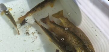 Points Pollutions, relativisons !