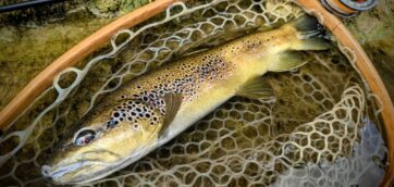 Infos ouverture Albarine et plan d&rsquo;eau